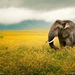 desktop-hd-pictures-of-national-geographic-animals