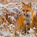 national-geographic-wallpaper-beautiful-red-fox-national-geograph