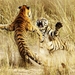 Tigers-Fight-Wallpaper-1366x768