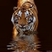 238978_30-bengal-tiger-wallpapers-pictures_1024x768_h