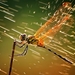 530864-vertical-dragonfly-wallpaper-1920x1200-1080p