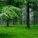 1296619-green-forest