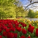 android-amazing-parksnetherlands-keukenhof-pictures-tulips-love-f