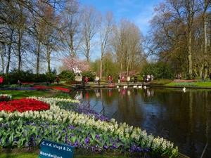 Jardins-de-Keukenhof-Amsterdam-Holanda4