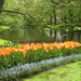 Keukenhof-Dutch-Tulip-Festival_Flowers-amongst-beautiful-trees-an