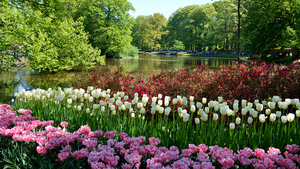 Netherlands_Parks_Pond_Tulips_Keukenhof_Lisse_547604_1280x720