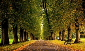 1_autumn_leaves_on_the_park_path