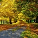 Nature-autumn-yellow-leaves-trees-road-fence_1600x1200
