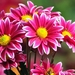 572269_beautiful-flowers-wallpapers-free-download_1920x1080_h