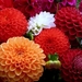 2572774551-dahlia-flowers-hd-wallpaper-Y70-Y70-1920x1200-MM-78