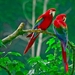 Beautiful-Parrots-Brids-images-HD-Photos-1000x625