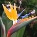 bird-of-paradise-flower-1632951