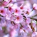 Cherry-Blossom-Images-06777