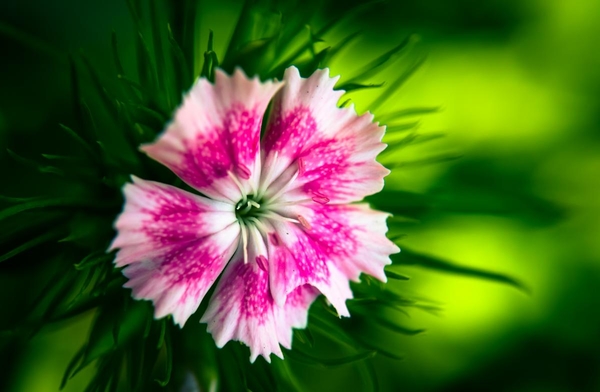 d_46798_nature-flowers-photography-blur