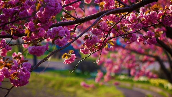 nature-flowers-trees-hd-photo-2-7-flowers-wallpaper7-1-600x338