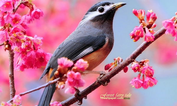 whiteeared-sibia-animals-birds-blossoms-pink-flowers-1280x768-wal