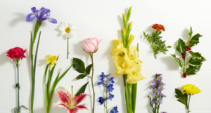 fresh-birth-flowers-for-each-month-intended-for-birthday-flowersm