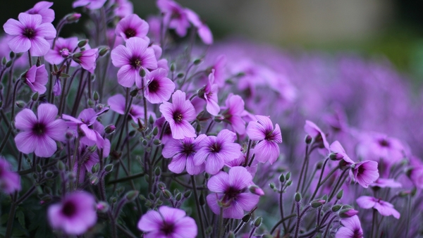 Geranium-purple-flowers_1600x900
