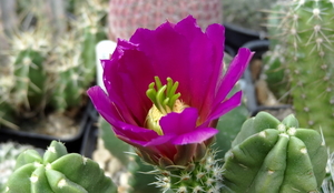 DSC04955Echinocereus vierecki v. morricalli