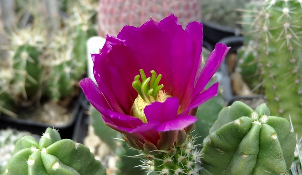 DSC04955Echinocereus vierecki v. morricalli