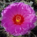 DSC04970Thelocactus bicolor