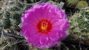 DSC04970Thelocactus bicolor