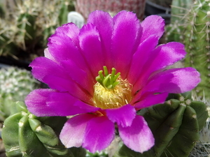 DSC04971Echinocereus vierecki v. morricalli