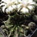 DSC04974Gymnocalycium mihanovichii