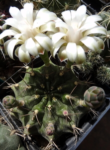 DSC04974Gymnocalycium mihanovichii