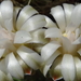 DSC04975Gymnocalycium mihanovichii