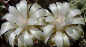 DSC04975Gymnocalycium mihanovichii