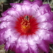 DSC04976Thelocactus bicolor