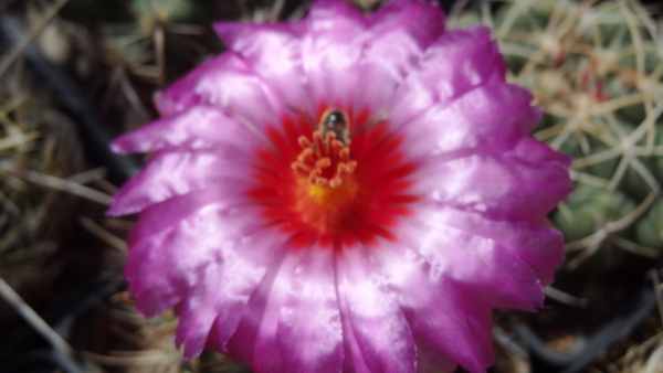 DSC04976Thelocactus bicolor