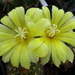 DSC04986Frailea chrysacantha