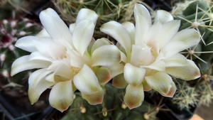 DSC04987Gymnocalycium mihanovichii