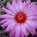 DSC04988Thelocactus bicolor