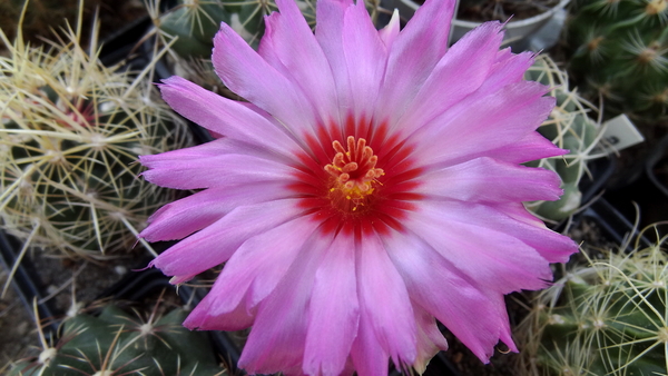 DSC04988Thelocactus bicolor