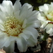 DSC04998Gymnocalycium leptanthum