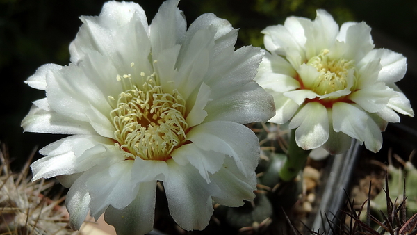 DSC04998Gymnocalycium leptanthum