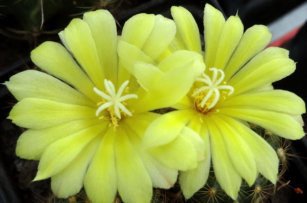 DSC05008Frailea chrysacantha