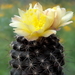 DSC05022Copiapoa tenuissima x hypogea