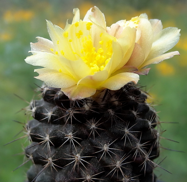 DSC05022Copiapoa tenuissima x hypogea