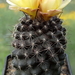 DSC05021Copiapoa tenuissima x hypogea