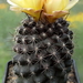 DSC05021Copiapoa tenuissima x hypogea