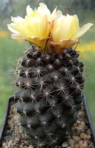 DSC05021Copiapoa tenuissima x hypogea