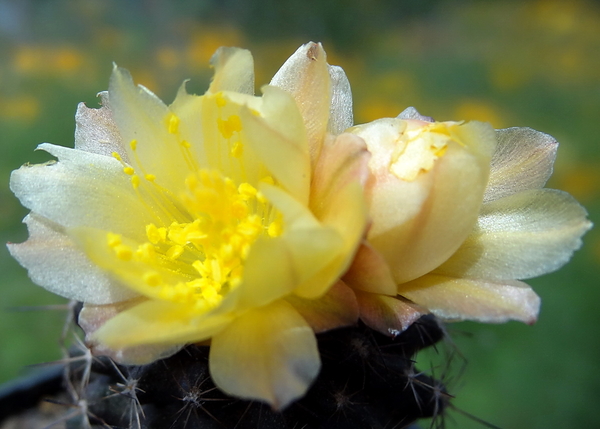 DSC05023Copiapoa tenuissima x hypogea