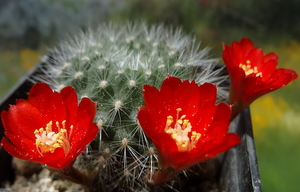 DSC05034Rebutia sp. nova KB 211