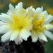 DSC05067Copiapoa tenuissima x hypogea