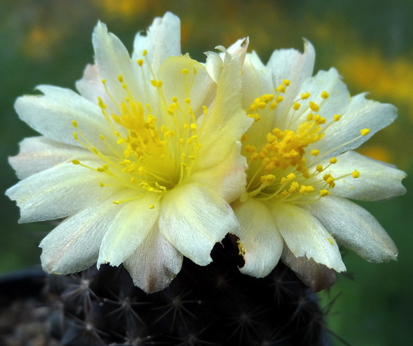 DSC05067Copiapoa tenuissima x hypogea