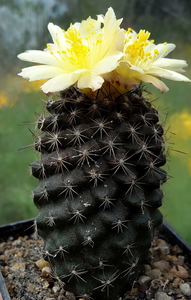 DSC05068Copiapoa tenuissima x hypogea